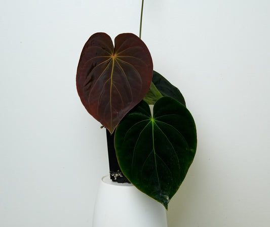 Anthurium KOS x BVEP
