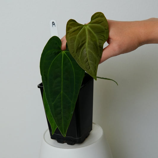 npd-cover:DSC01267.JPG