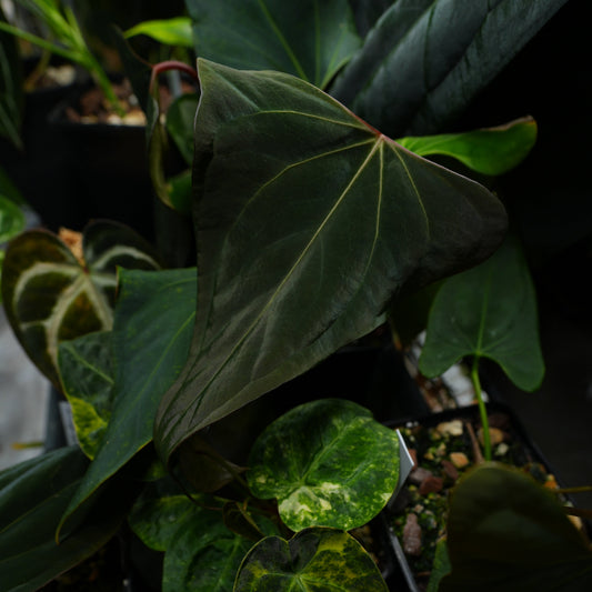 npd-cover:DSC05334_ff2d5222-4147-45ec-94c8-b3f72fa094f7.jpg