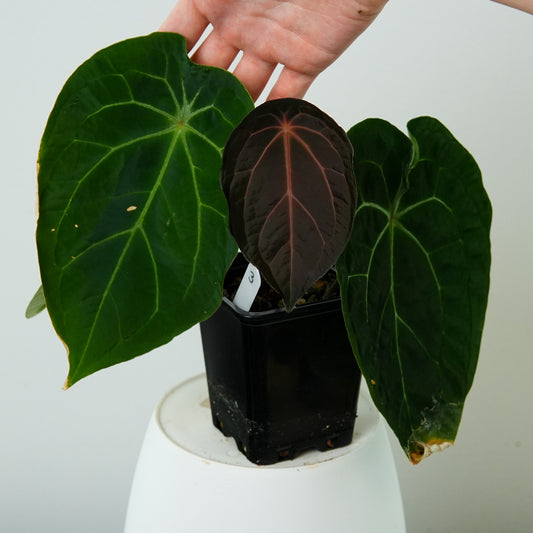 Anthurium Velvet Mask x besseae aff F2