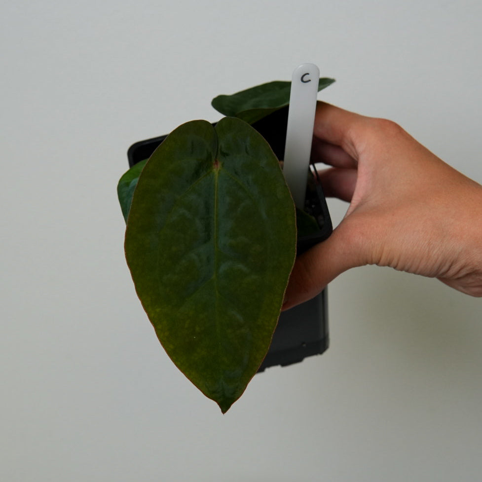 C