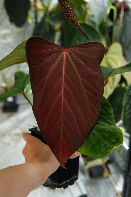 Anthurium 'Pink Diamond'
