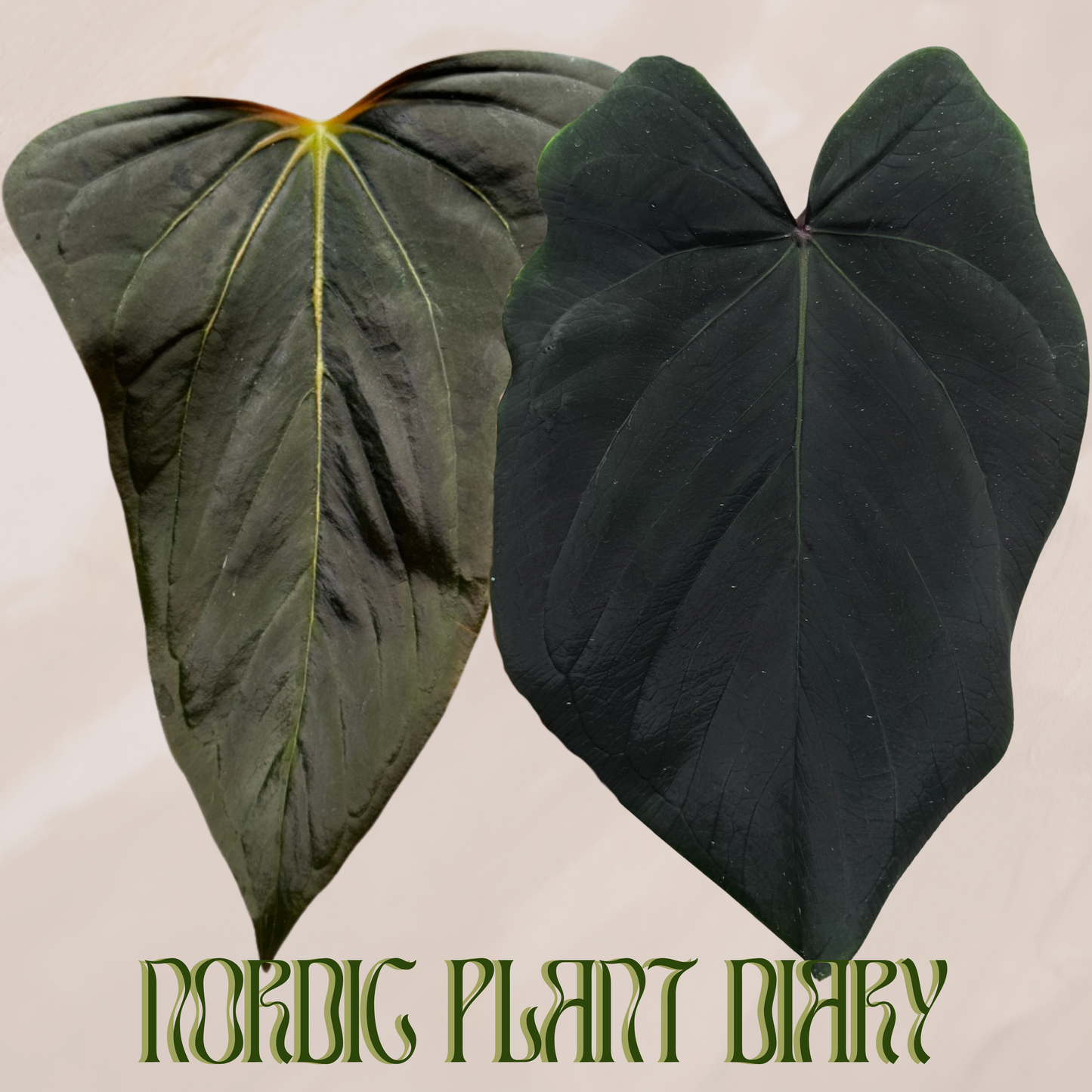 Anthurium (Dorito port x pap 'RLFS') x Eastern dressleri