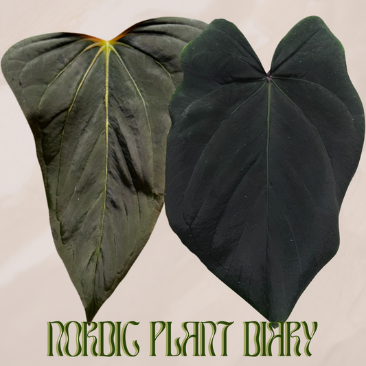 Anthurium (Dorito port x pap 'RLFS') x Eastern dressleri