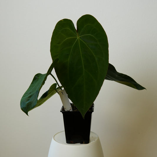 Anthurium Velvet mask x (noid 'Code Red' x papillilaminum 'A+')