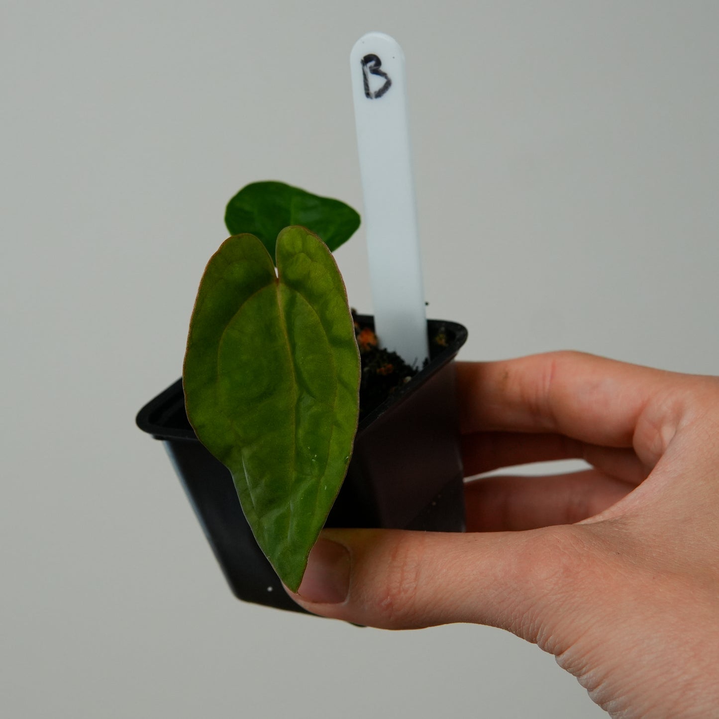 Anthurium (carla x kuna 2) x dressleri (‘Black x RG f2’)