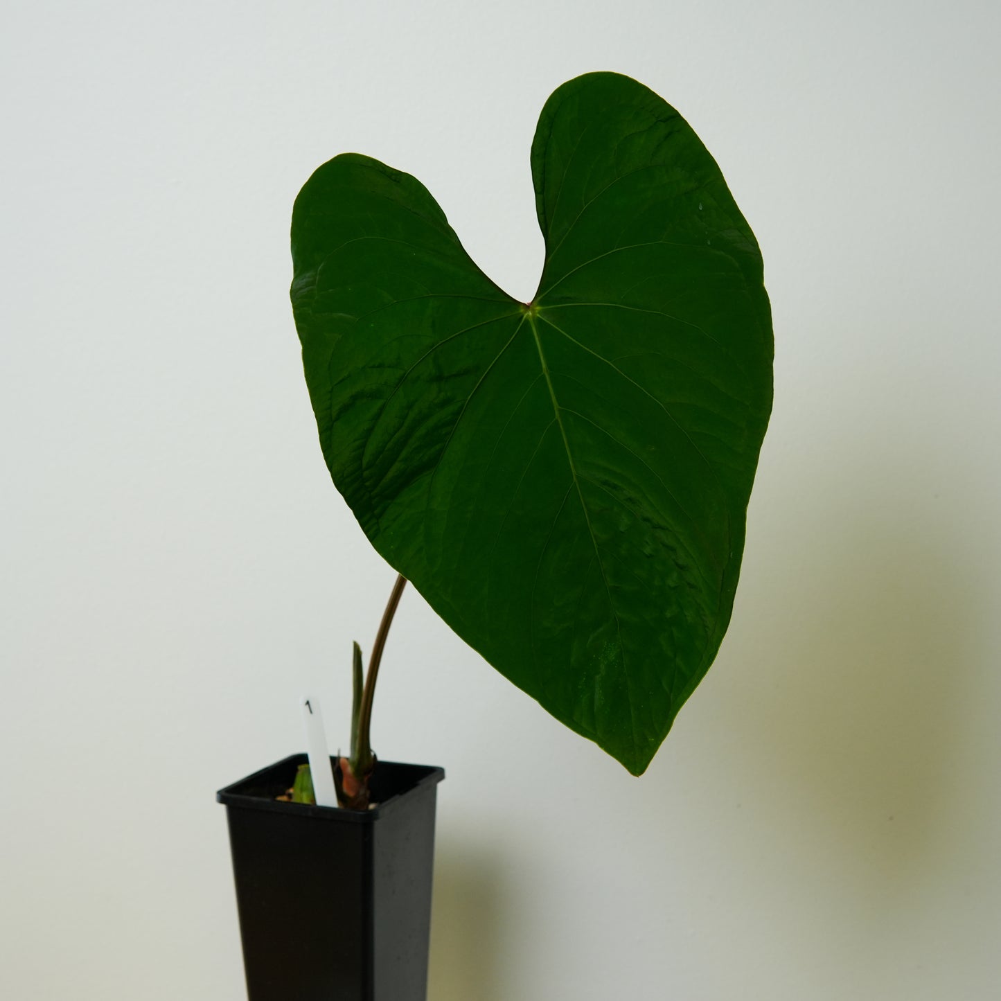 Anthurium 'Huanco velvet'