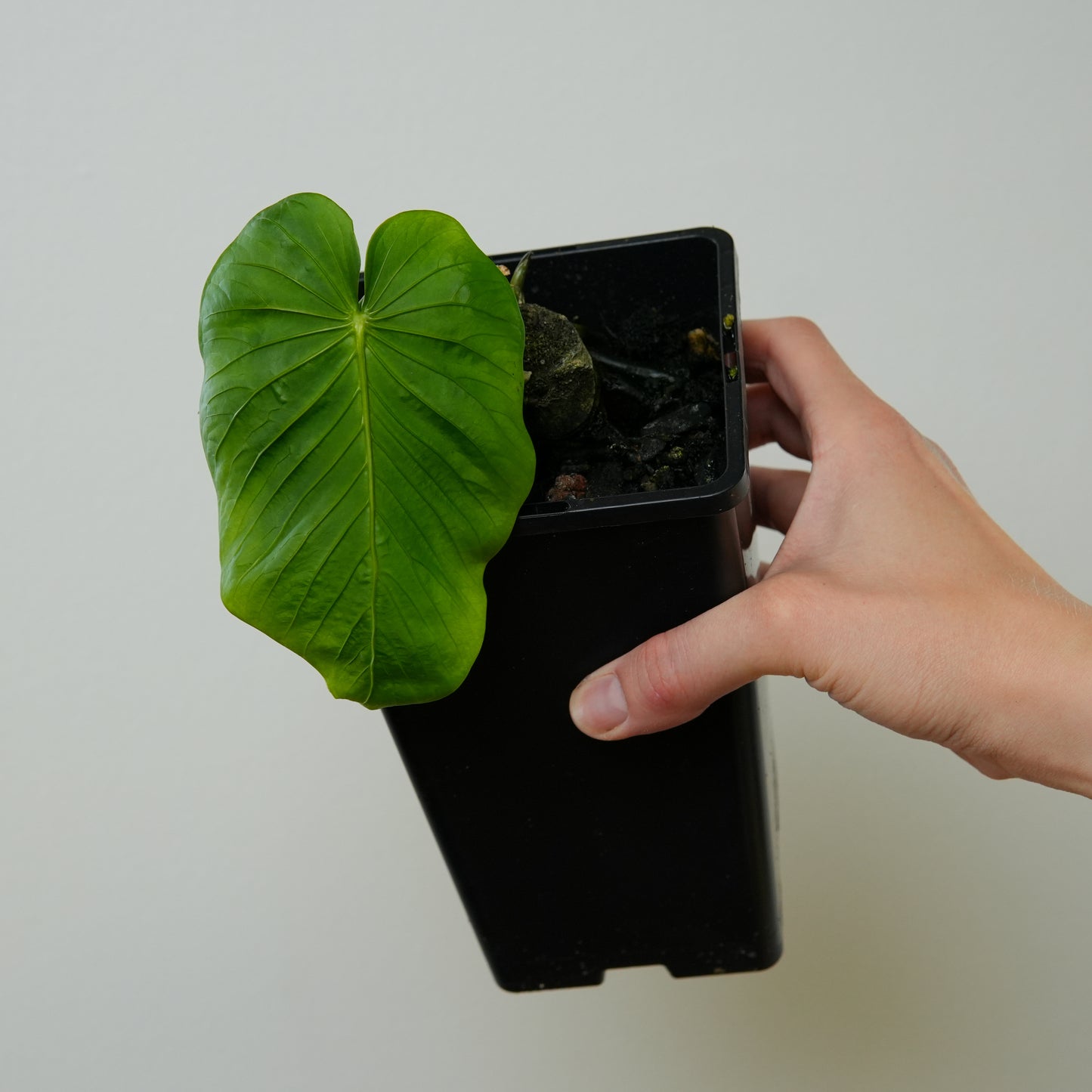 Anthurium schottianum