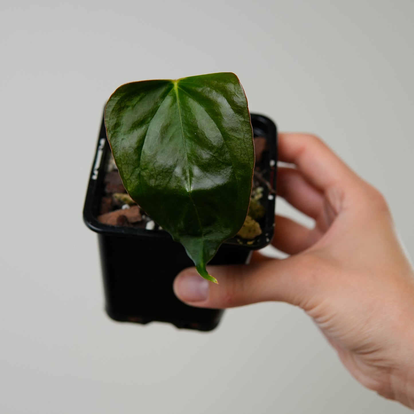 Anthurium indo port x pap X-one 'Batwing'
