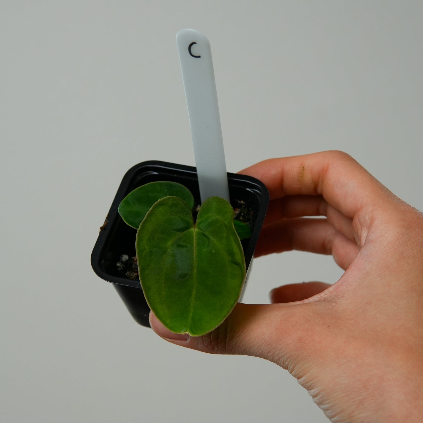 Anthurium (carla x kuna 2) x dressleri (‘Black x RG f2’)