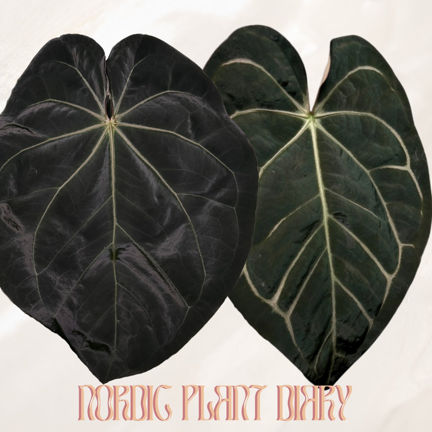Anthurium Complex HU hybrid 1 x carlablackiae (NSE)