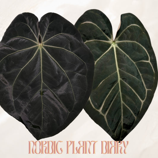 Anthurium Complex HU hybrid 1 x carlablackiae (NSE)