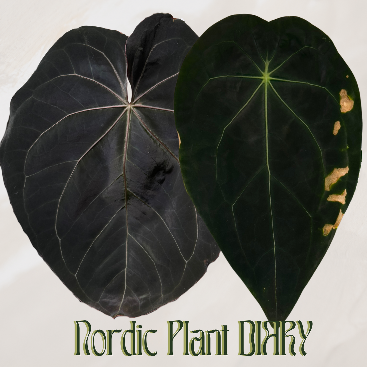 Anthurium complex HU hybrid 2 x (forgetii x warocquanum 'Alien') - Cover picture