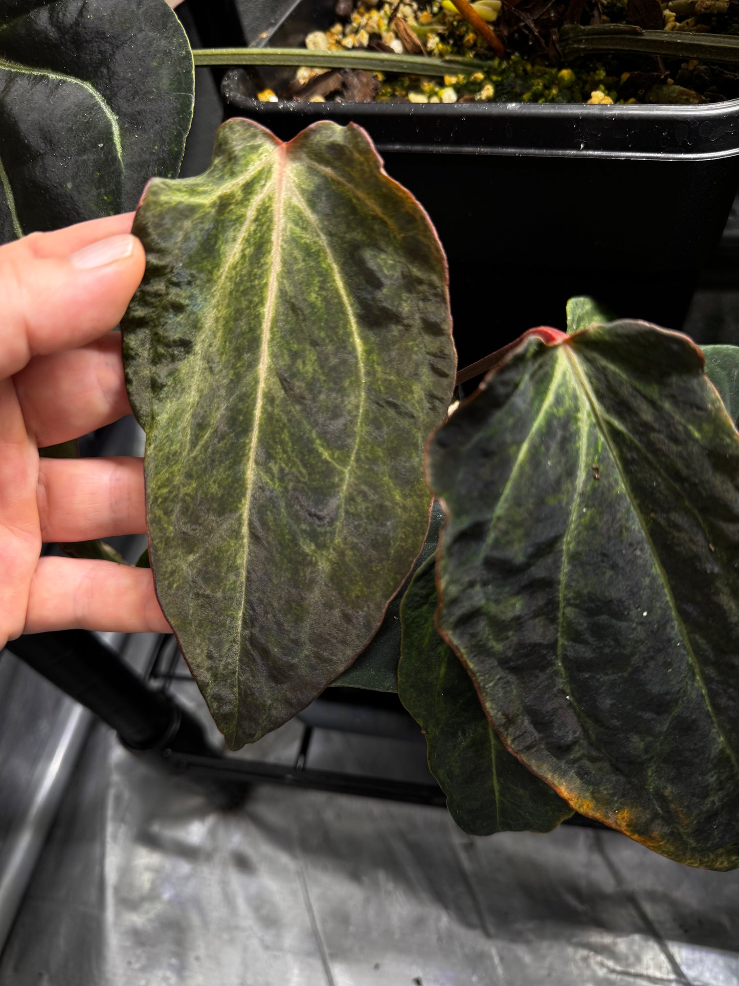 Anthurium 'Melted Ice Cream'