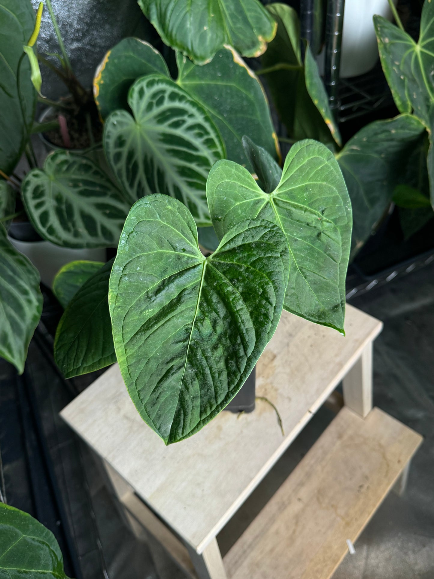 Anthurium Tarapoto Bullate (a peruvian noid)