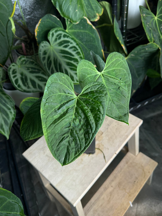 Anthurium Tarapoto Bullate (a peruvian noid)