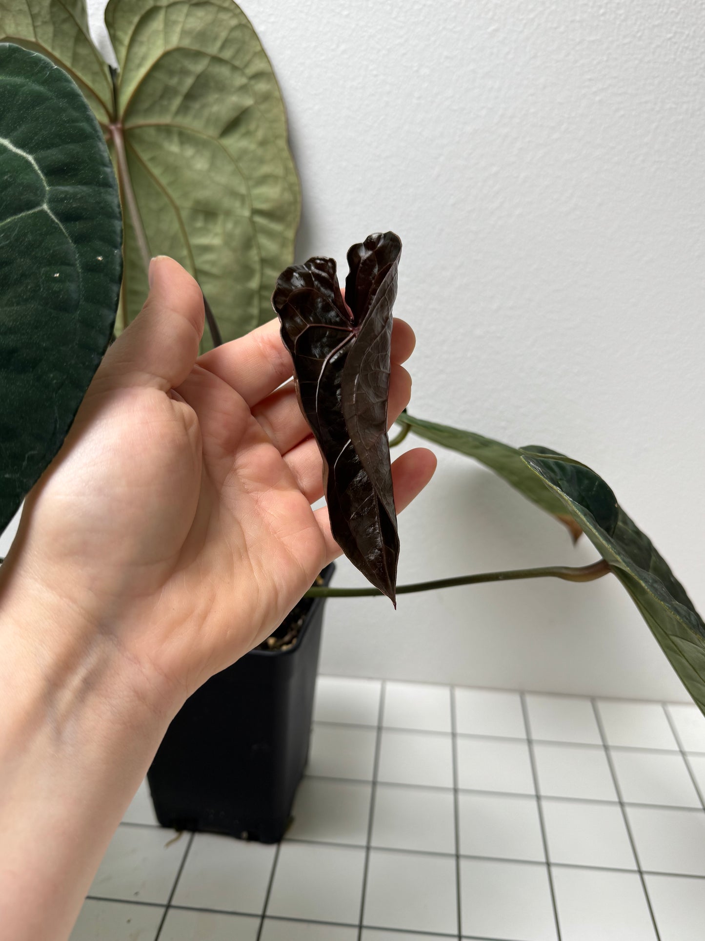 Anthurium (Zara x Michelle) x Velvet mask