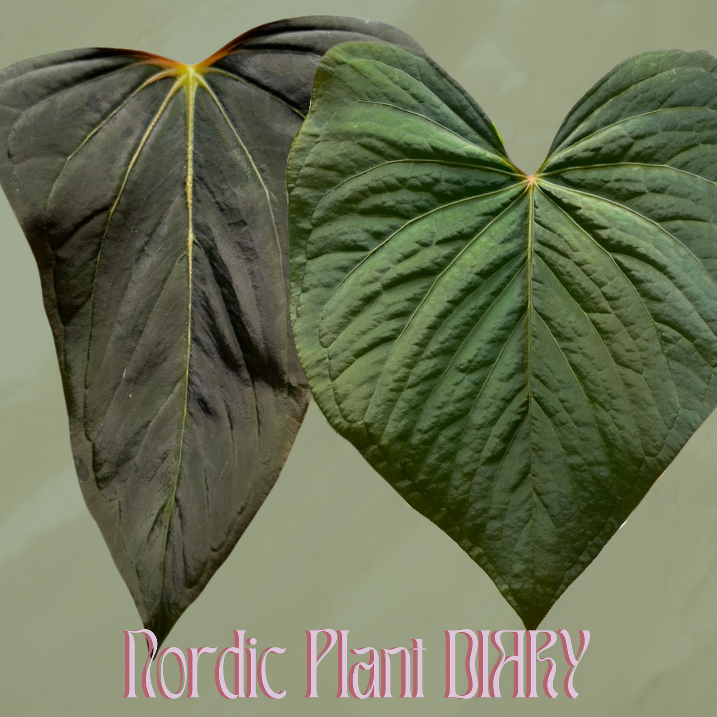 Anthurium (dorito port x pap 'RLFS') x kunayalense
