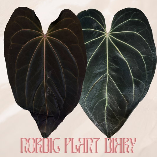 Anthurium ‘Midnight Sun’ x  (Black Widow x Red Velvet Cake)