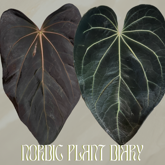 Anthurium (carlablackiae X (NSE)) × (BW x RVC)