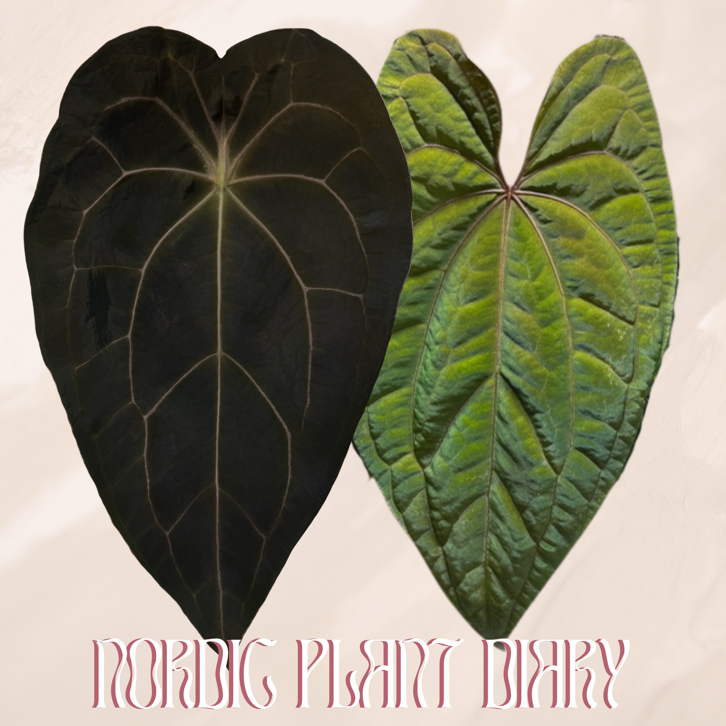Anthurium (ZaraMichelle x Velvet mask) x RVDP