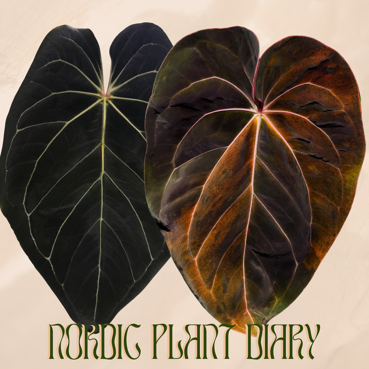 npd-cover:b0fbc47f6aa6aab8.png