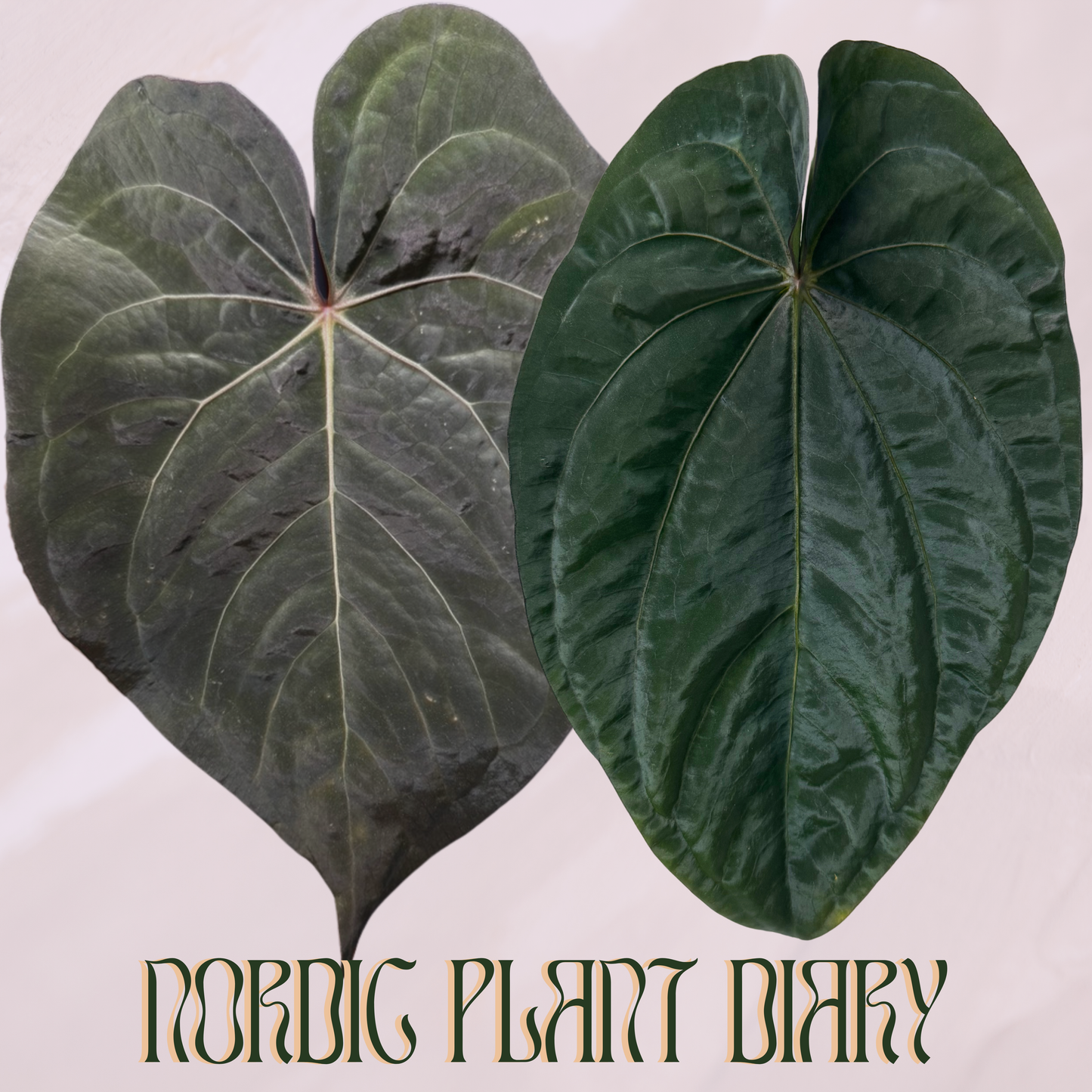 Anthurium (carla x kuna 2) x dressleri (‘Black x RG f2’)