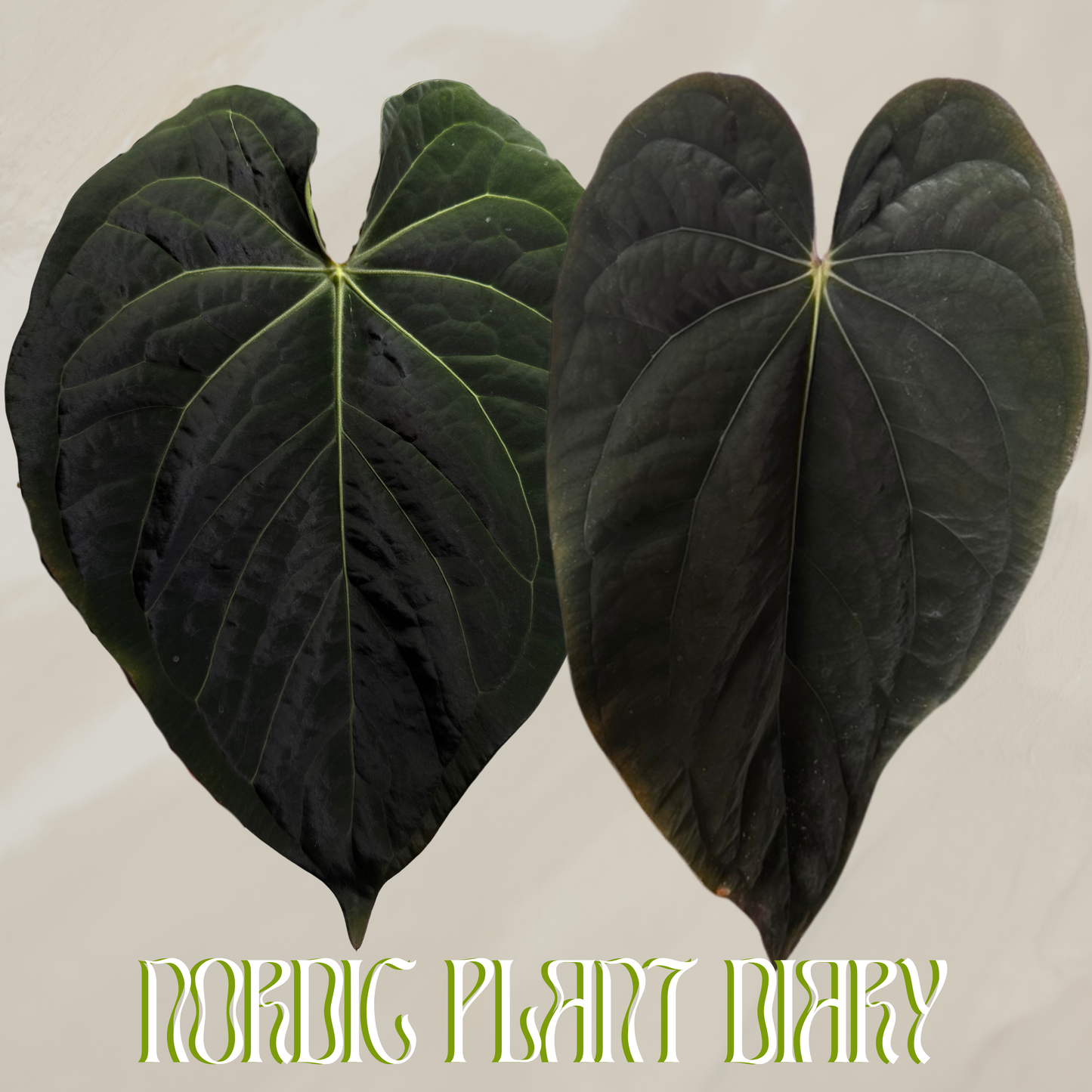 Anthurium (carla x kuna 3) x BVEP ('SS x RA')
