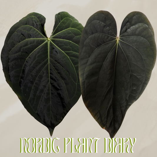 Anthurium (carla x kuna 3) x BVEP ('SS x RA')