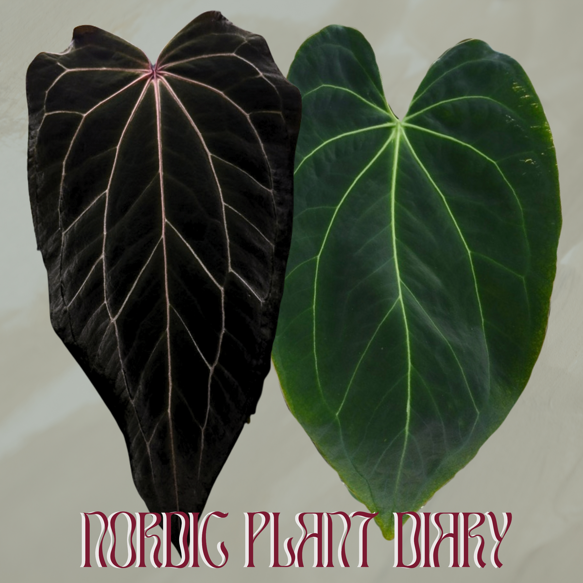 npd-cover:ead54e5015df2739.png