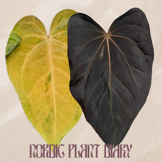 Anthurium (papX x pap x-one) variegated x carlablackiae X (NSE)