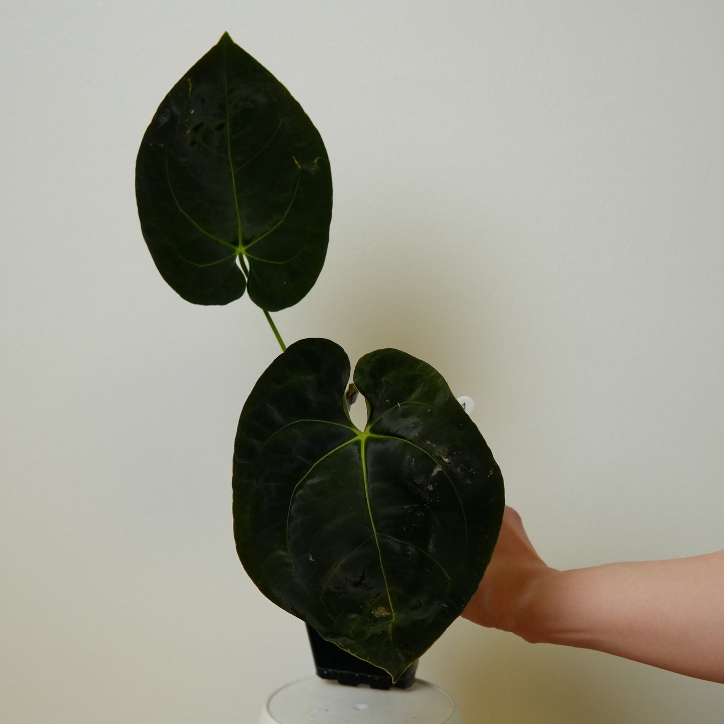 Anthurium Queen of Hearts Hybrid 1 x ((carlablackiae x dressleri RD) x pap 'RLFS')