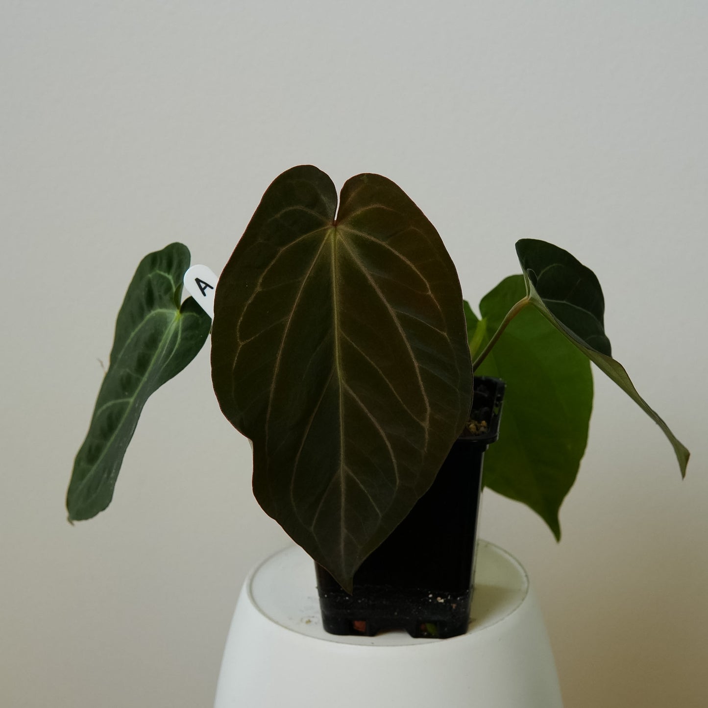 Anthurium Silver blush x BVEP ('round' x 'RA1')