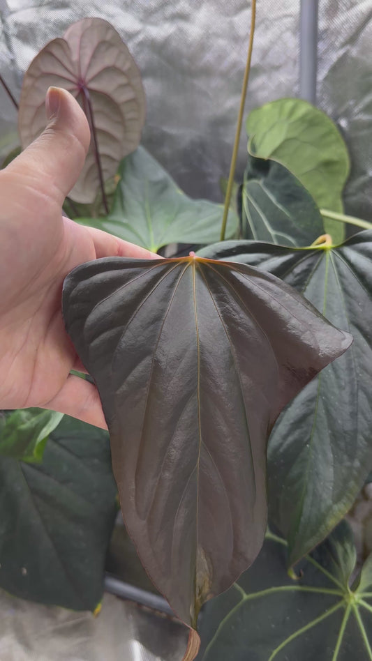 Anthurium indo port x pap X-one 'Batwing'
