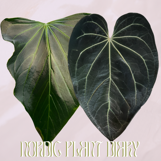 Anthurium rioclarense wild hybrid x (Black Widow x Red Velvet Cake)