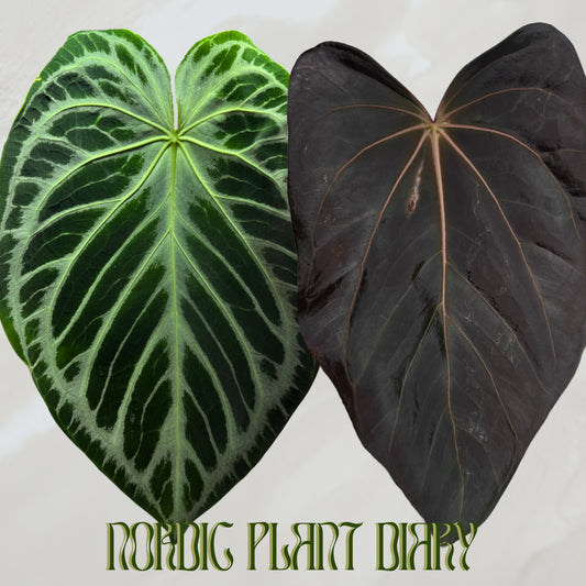 Anthurium Silver blush x carlablackiae X (NSE)